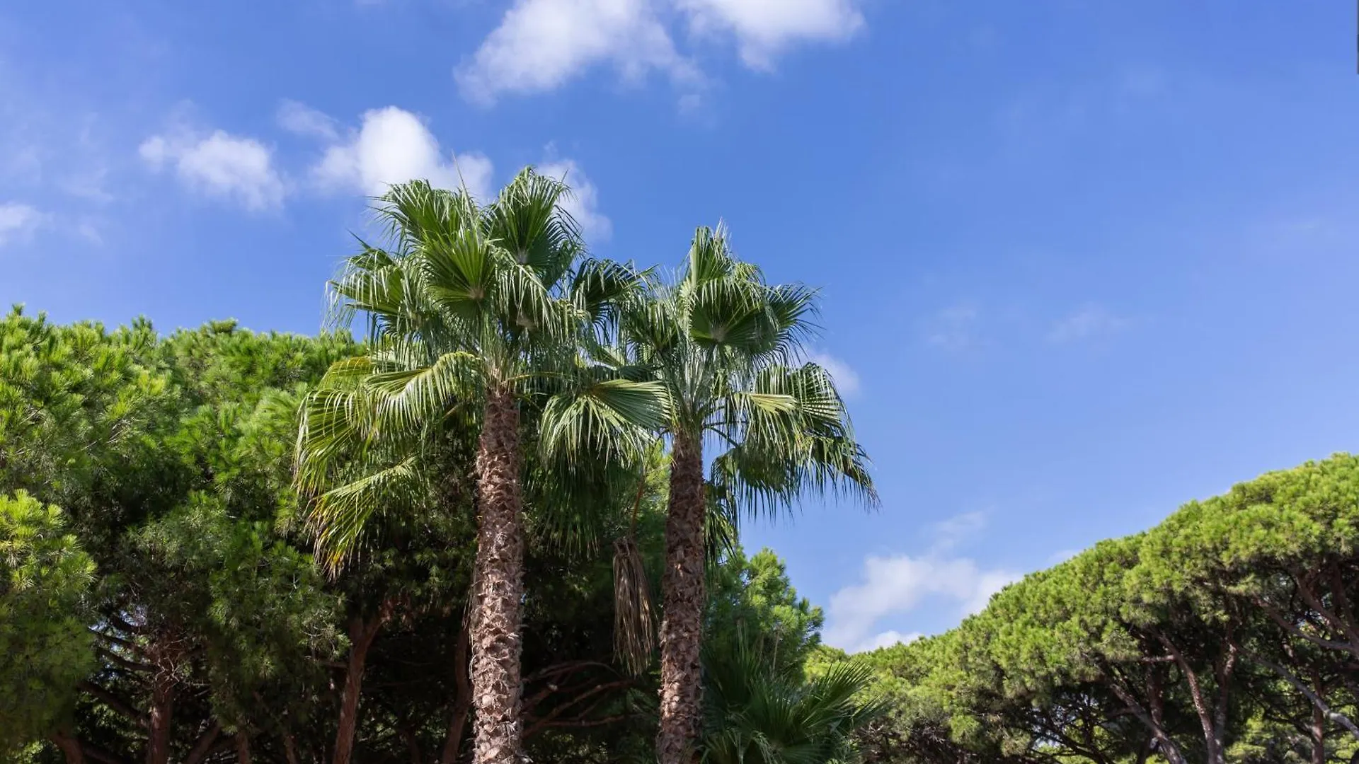 Aparthotel Las Palmeras Castelldefels Espagne